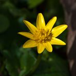 Ranúnculo (ranunculus ficaria)