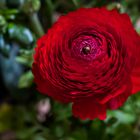 Ranunculus