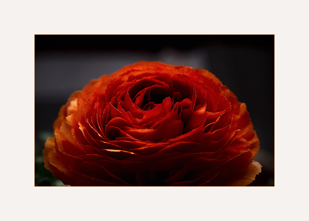 Ranunculus....