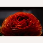 Ranunculus....