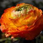 Ranunculus