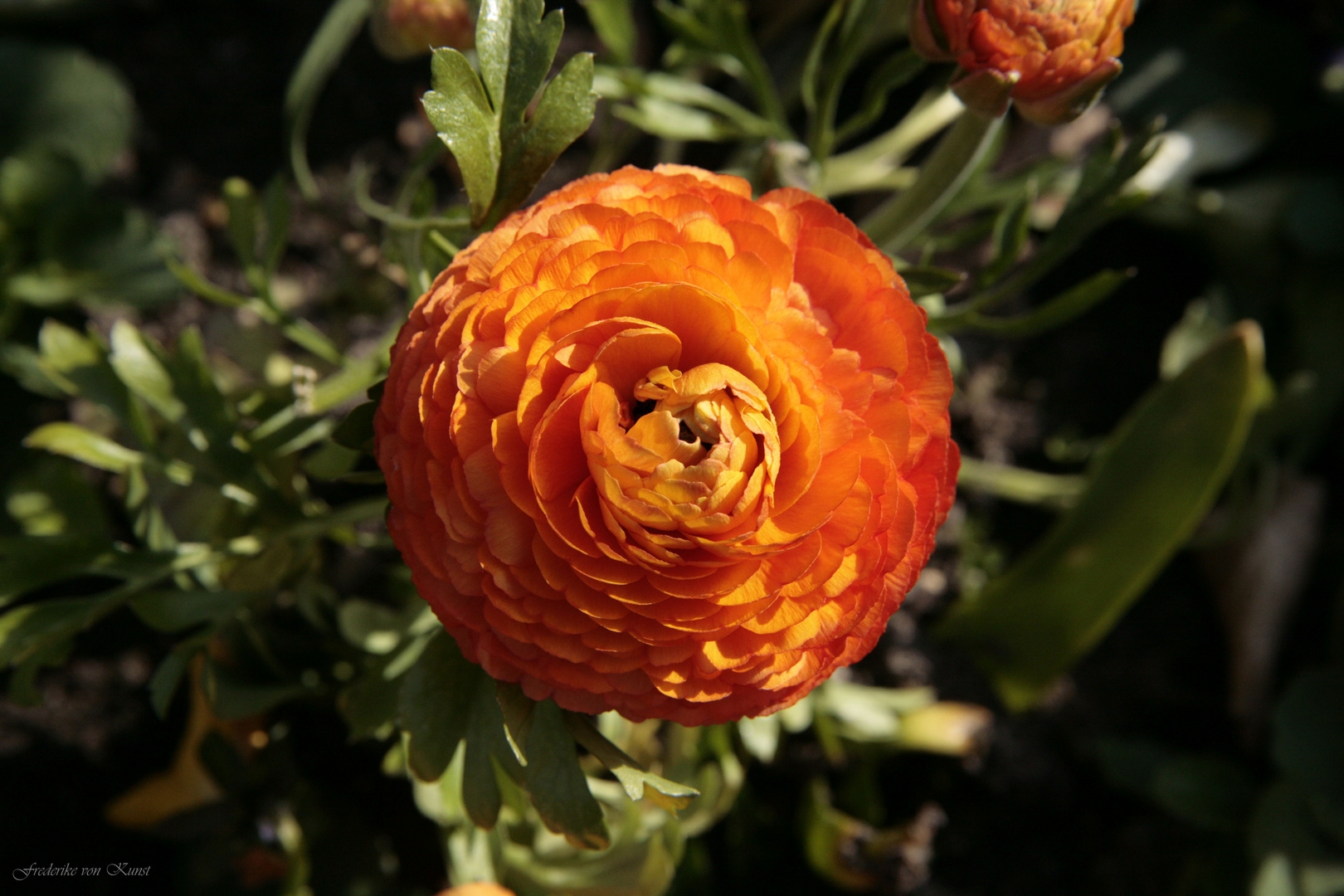 Ranunculus 2