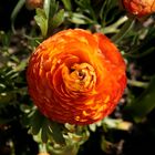 Ranunculus 2