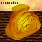 Ranunculus