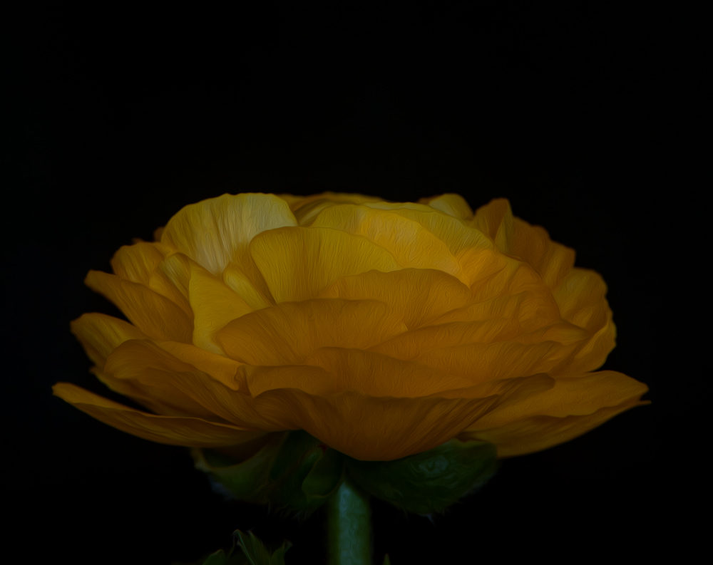 Ranunculus