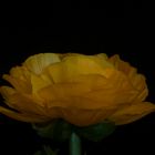 Ranunculus