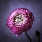 Ranunculus