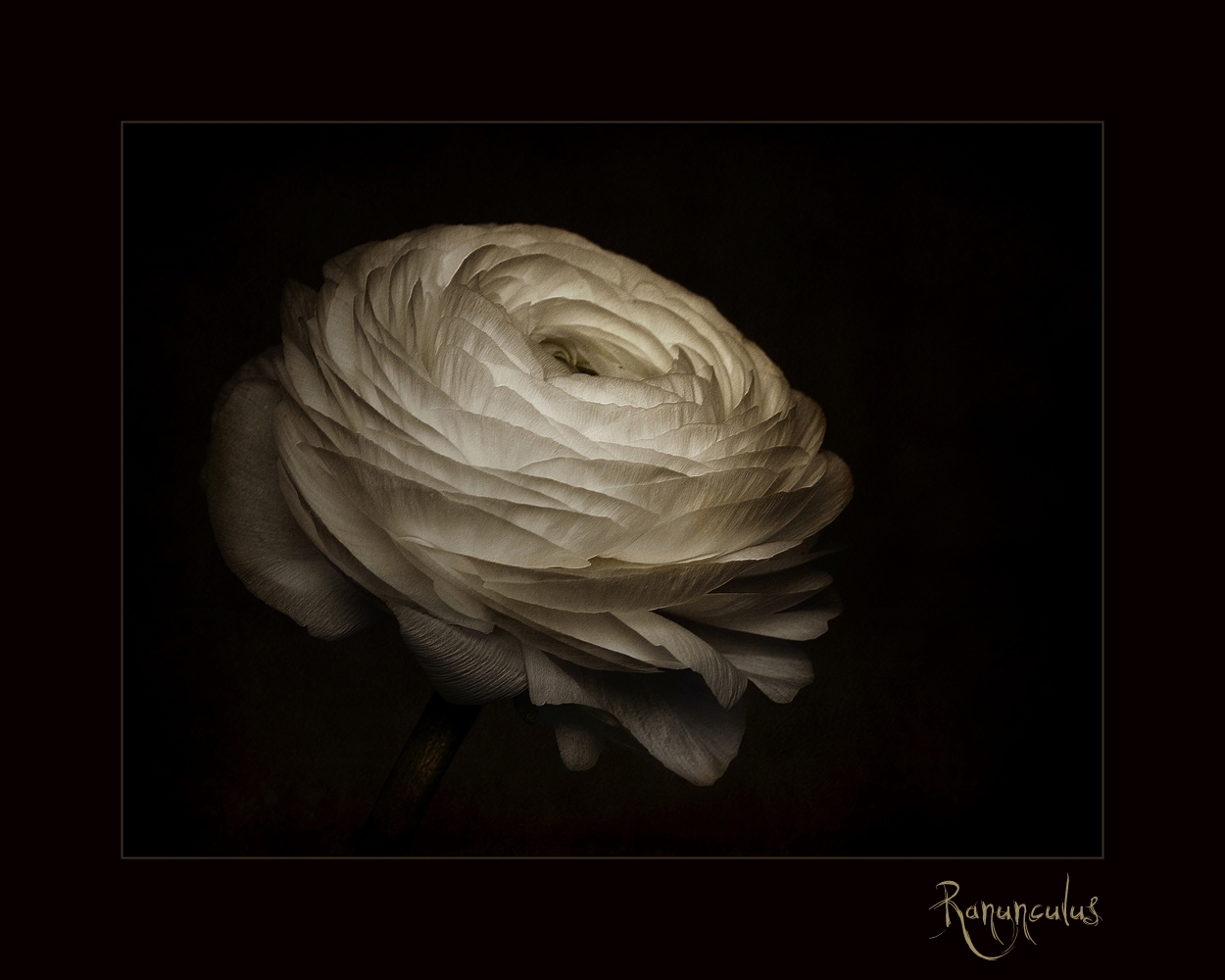 Ranunculus