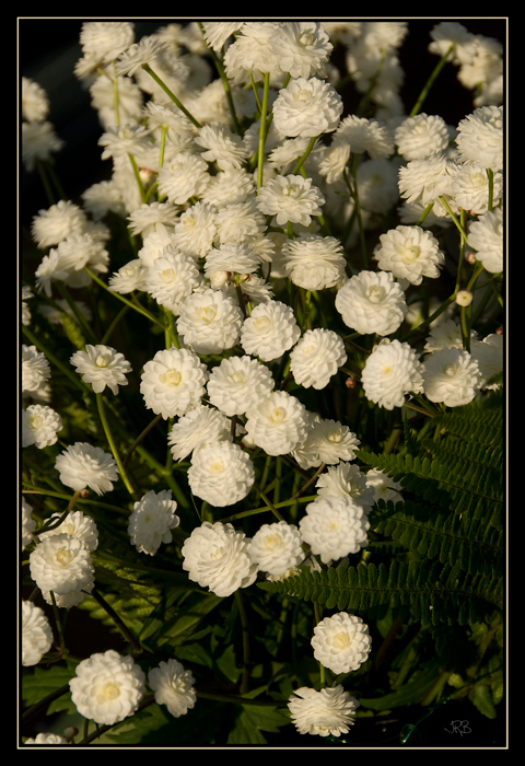 Ranunculus aconitifolius