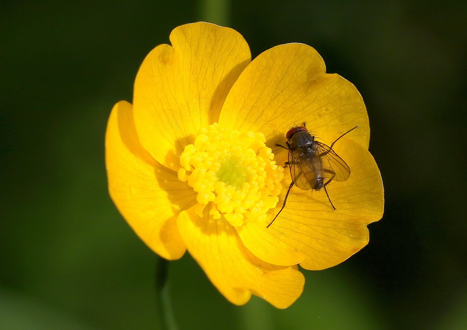 Ranunculus acris