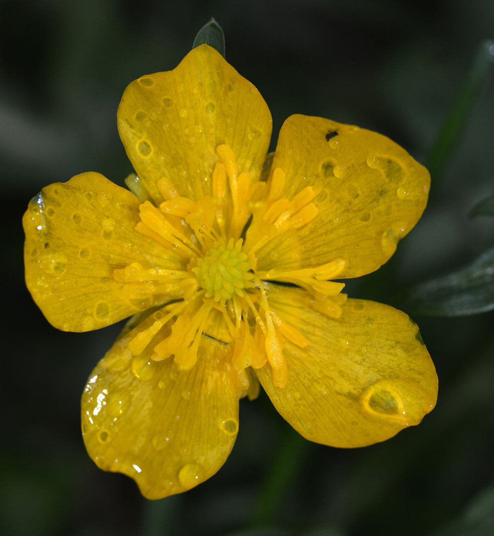 Ranunculus acris after rain