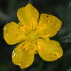 Ranunculus acris after rain