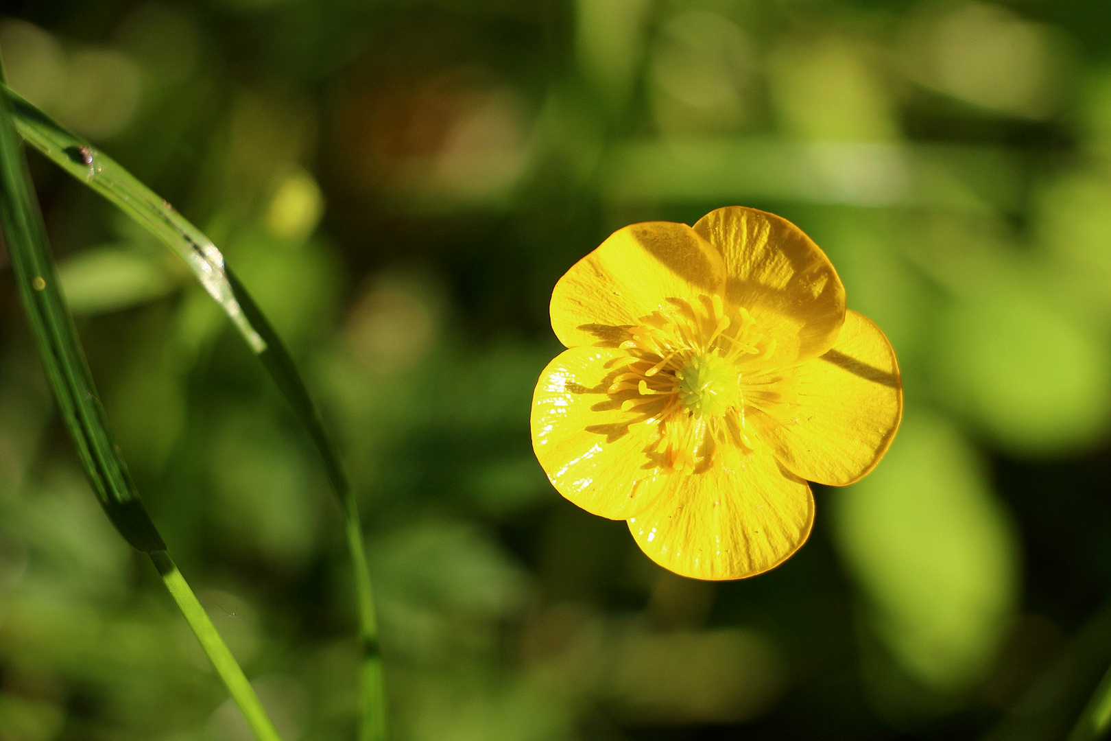 Ranunculus acris