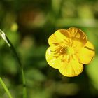 Ranunculus acris