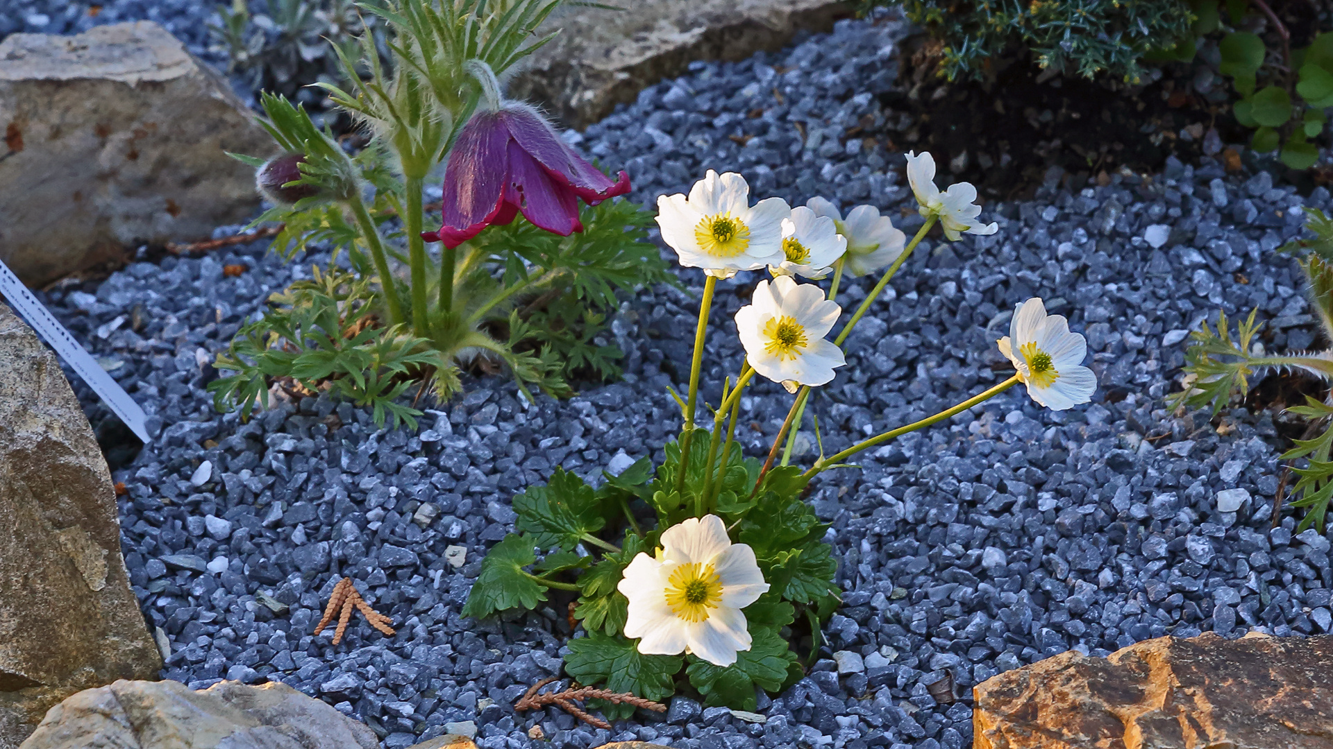 Ranunculus alpestris - Alpenhahnenfuß in meinem Alpinum