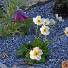 Ranunculus alpestris - Alpenhahnenfuß in meinem Alpinum