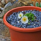 Ranunculus alpestris endlich wieder auch bei uns , wobei der Alpenhahnenfuß ....