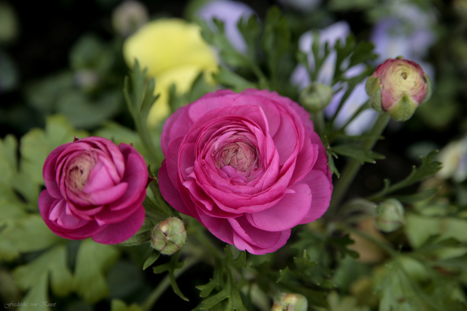 Ranunculus asiaticus 2