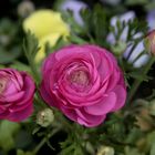 Ranunculus asiaticus 2