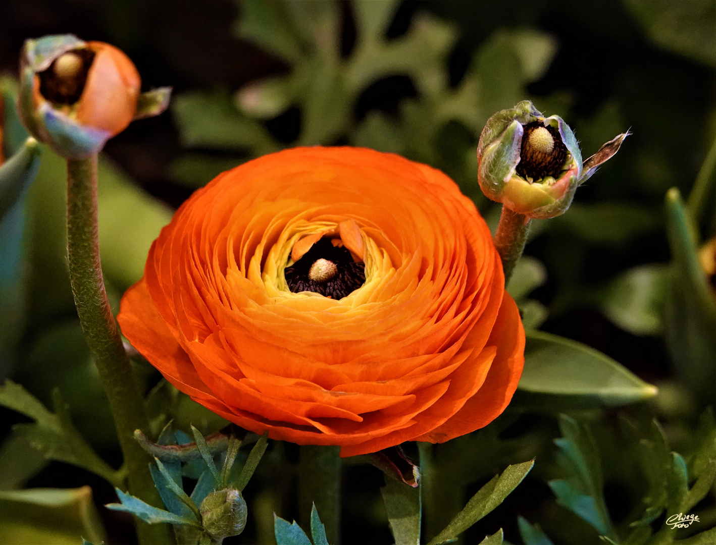 Ranunculus asiaticus