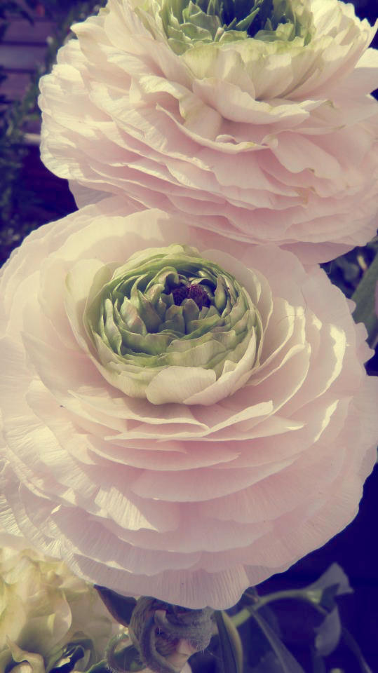 Ranunculus Asiaticus