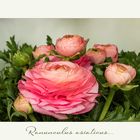 Ranunculus asiaticus...