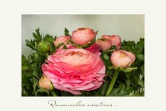 Ranunculus asiaticus...