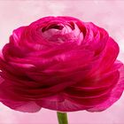 Ranunculus asiaticus...