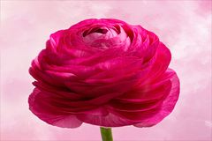 Ranunculus asiaticus...