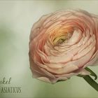 Ranunculus asiaticus.....