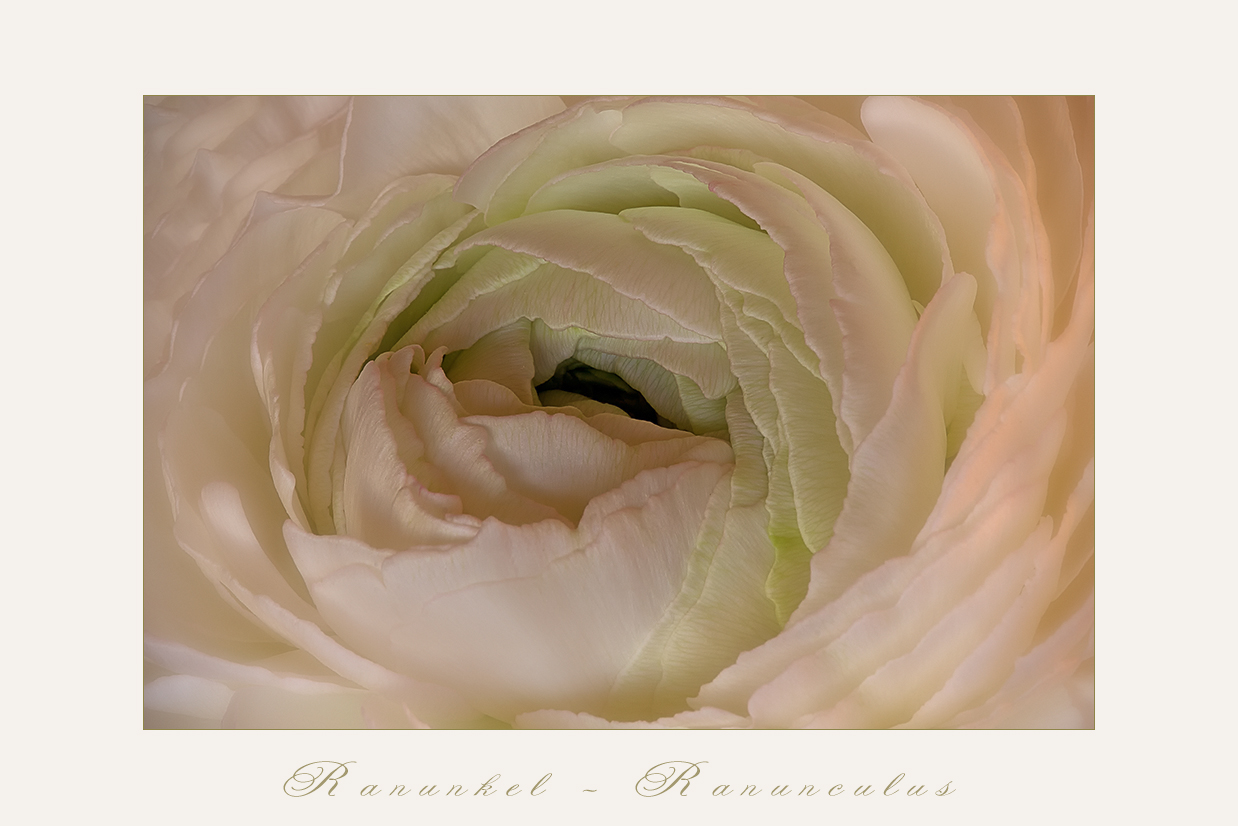 Ranunculus asiaticus...