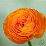 Ranunculus asiaticus...