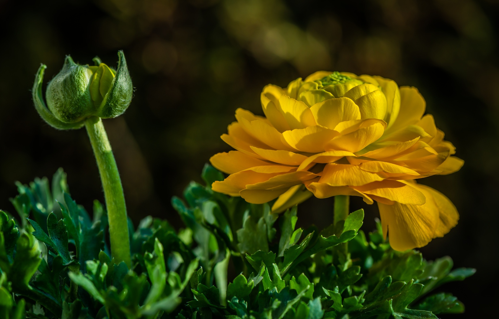 Ranunculus asiaticus