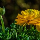 Ranunculus asiaticus