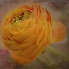 ~Ranunculus asiaticus~