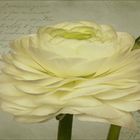 Ranunculus asiaticus...