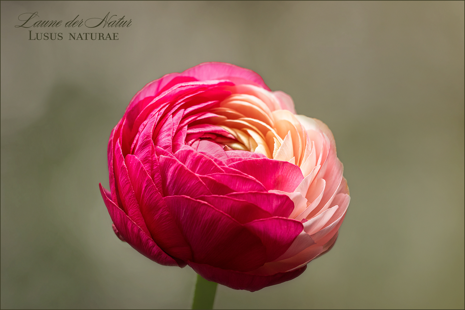 Ranunculus asiaticus - hier: Lusus naturae...