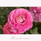 Ranunculus asiaticus - ihre Zeit...