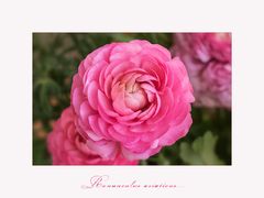 Ranunculus asiaticus - ihre Zeit...