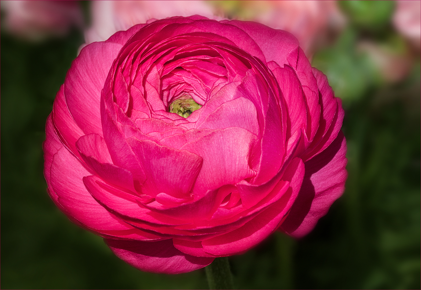 Ranunculus asiaticus - Ranunkel....