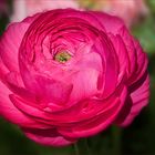 Ranunculus asiaticus - Ranunkel....