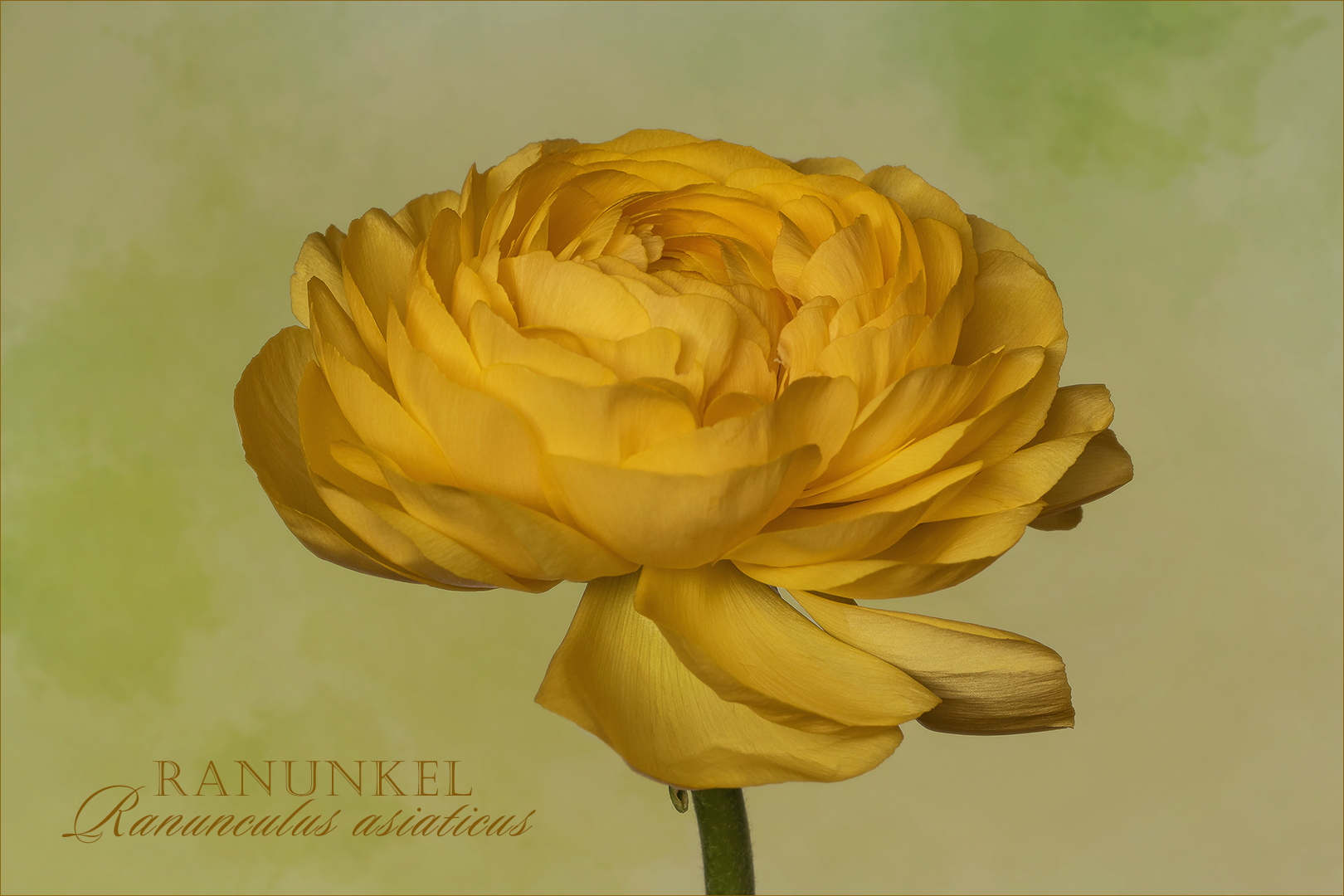 Ranunculus asiaticus - Ranunkel...