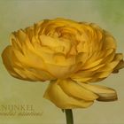 Ranunculus asiaticus - Ranunkel...