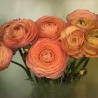 Ranunculus asiaticus ~ Ranunkel...