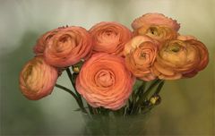 Ranunculus asiaticus ~ Ranunkel...