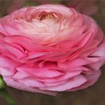 Ranunculus asiaticus - Ranunkel....