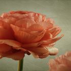 Ranunculus asiaticus - Ranunkeln...