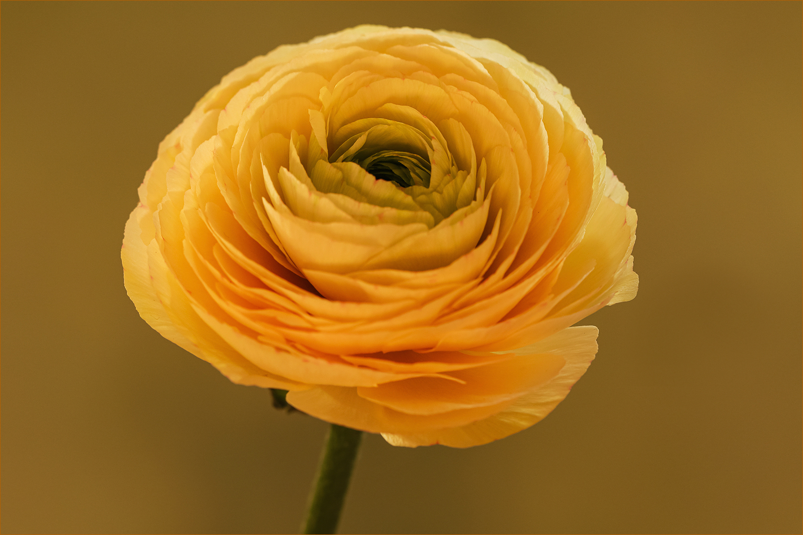 Ranunculus asiaticus - Rose des Frühlings...