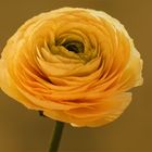 Ranunculus asiaticus - Rose des Frühlings...