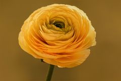 Ranunculus asiaticus - Rose des Frühlings...